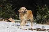 GOLDEN RETRIEVER 785